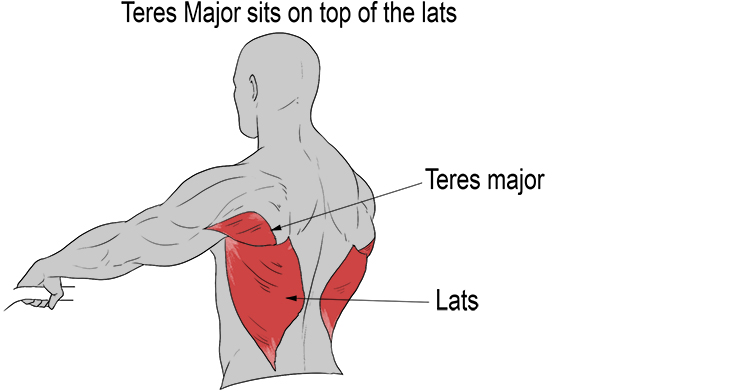 Note: The teres major is found on top of the latissimus dorsi.
